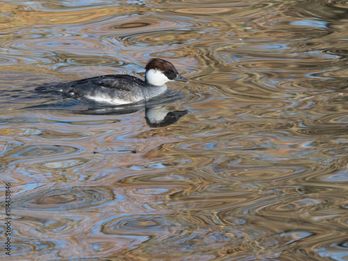 Smew female