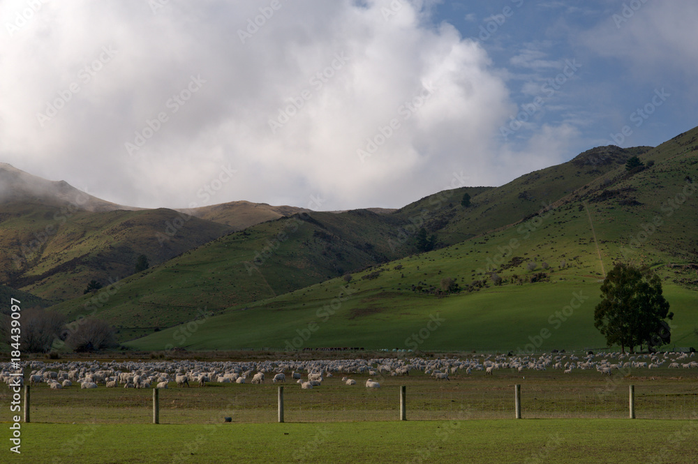 South Island Sheep Farm