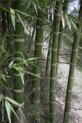 fresh bamboo 