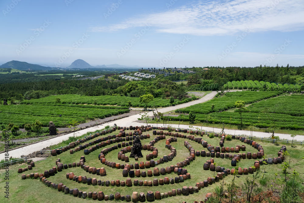 Maze park of green tea theme park