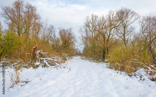 Row of trees along a snowy field in sunlight in winter