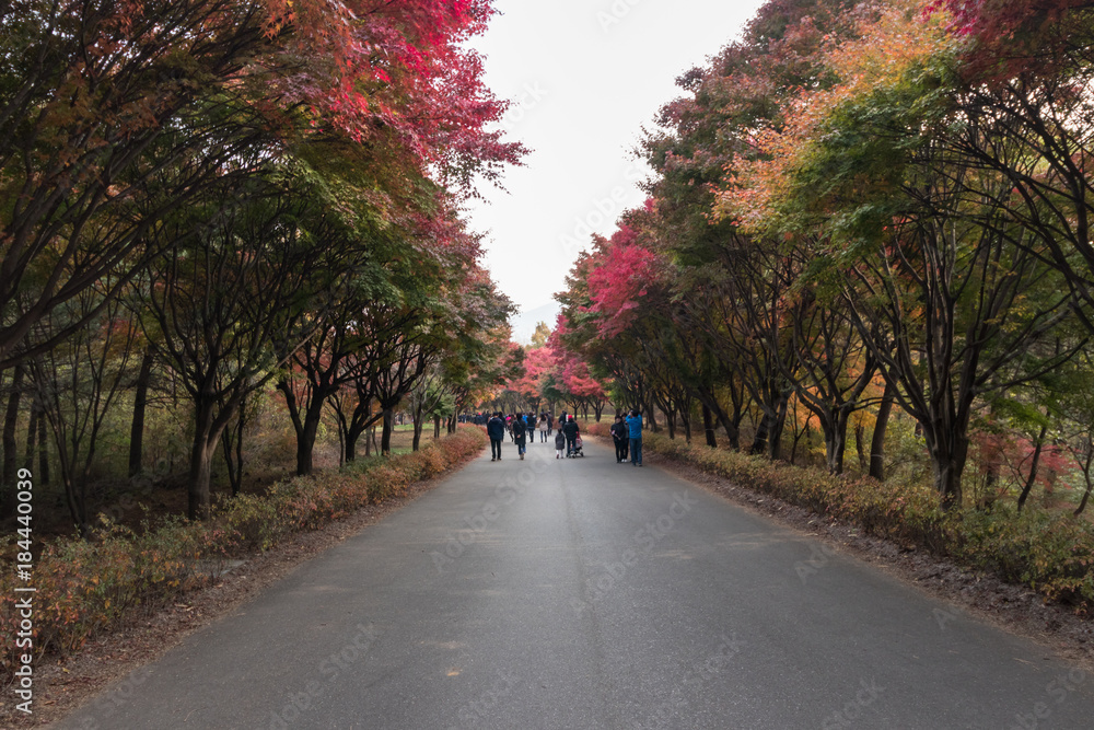 Beautiful foliage around Independence Hall in Cheonan Beautiful foliage around Independence Hall in Cheonan