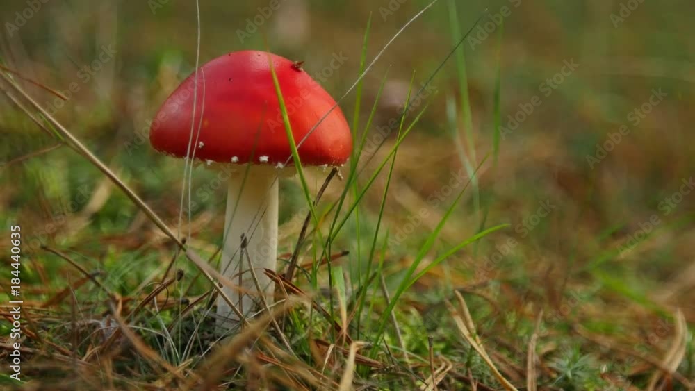 Amanita poisonous red mushroom in the grass, close up. Zoom Amanita poisonous red mushroom in the grass, close up. Zoom