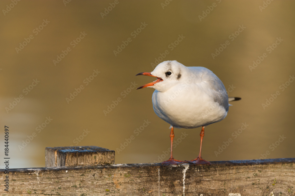 Black-headed gull (Chroicocephalus ridibundus) Black-headed gull (Chroicocephalus ridibundus)