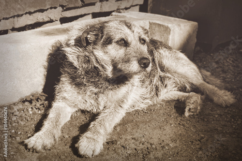 The dog lies in the sun
