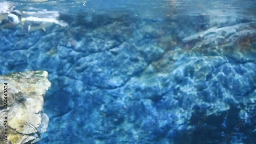 Penguin Swimming underwater Penguin Swimming underwater