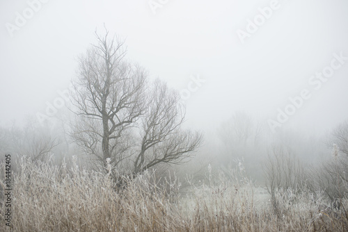 Misty winter morning in the forest