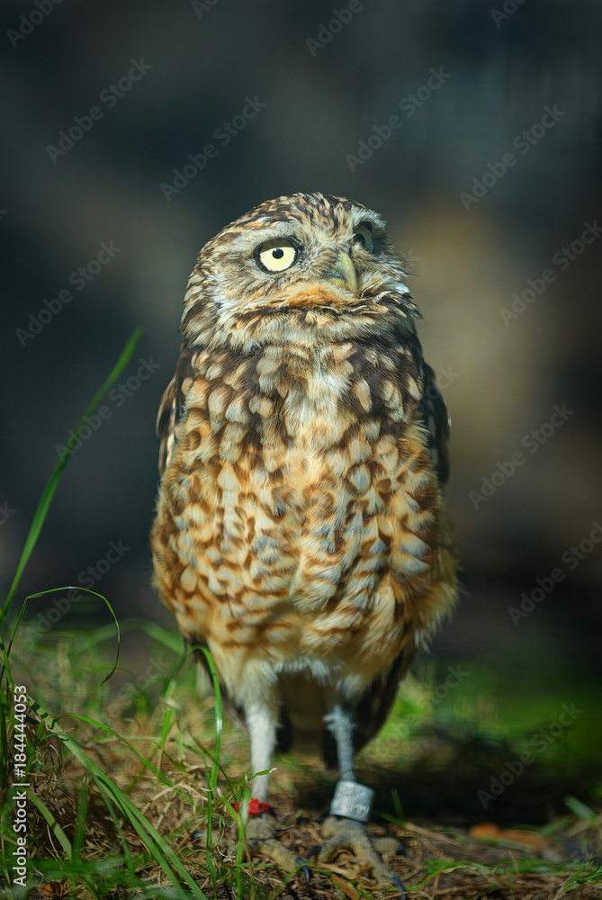 Little young owl bird of prey. Famous wild raptor animals. Small gray yellow owl in Berlin zoo. Funny animals. Wild small little baby owl Little young owl bird of prey. Famous wild raptor animals. Small gray yellow owl in Berlin zoo. Funny animals. Wild small little baby owl