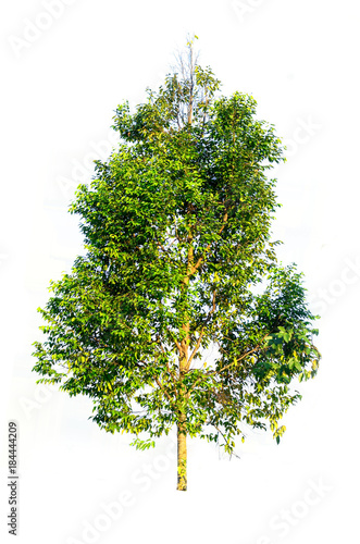 Isolated tree on white background