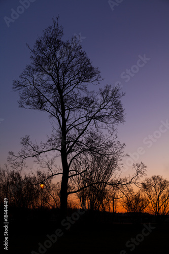 Tree in sunset, dark blue sky, Prague © Lukas Fenzl