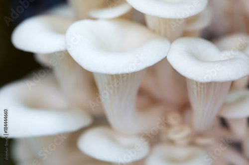 close up of white mushroom background.