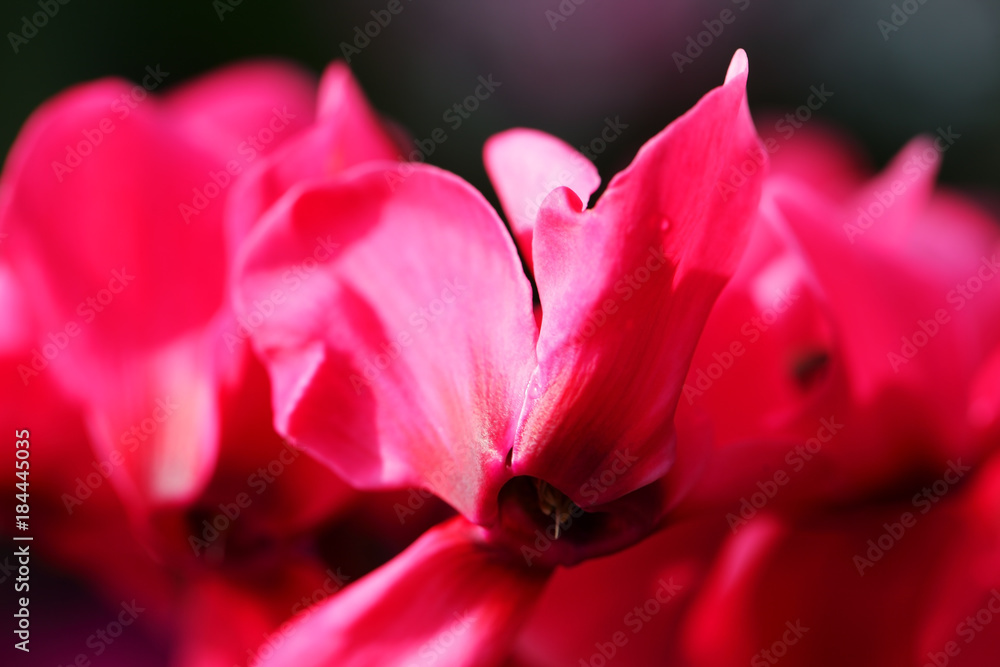 close up of pink cyclamen flower petal with beautiful bokeh background.