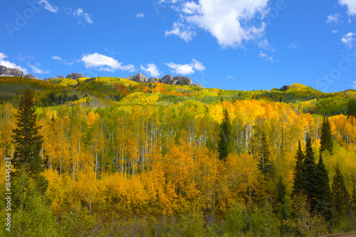 Autumn Fall colors of the Aspen groves in Kebler Pass near Crested Butte Colorado America. Foliage of aspens turn to yellow and orange leaves