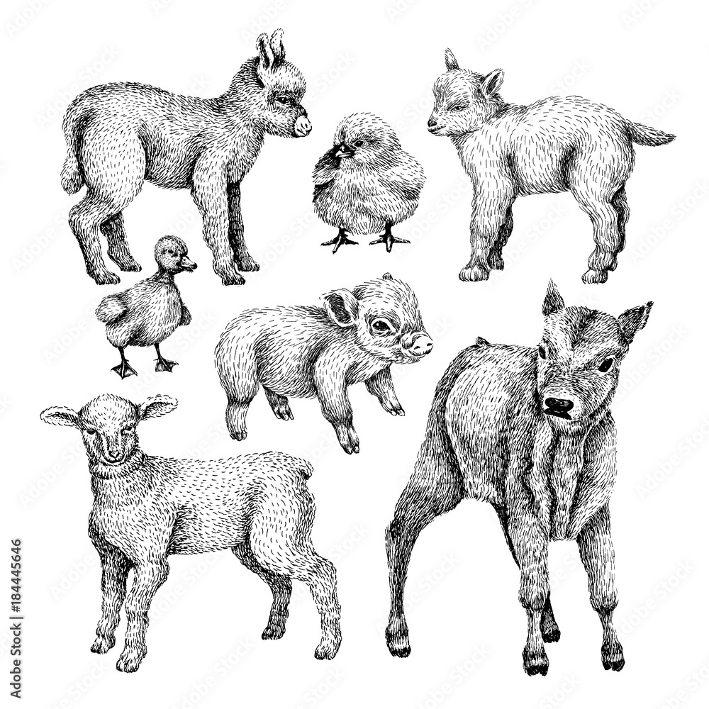 Farm baby animals set. Hand draw line art style illustration. Sketch of cute calf, duck, lamb, goat, chicken, pig, donkey. BLack and white vector image.