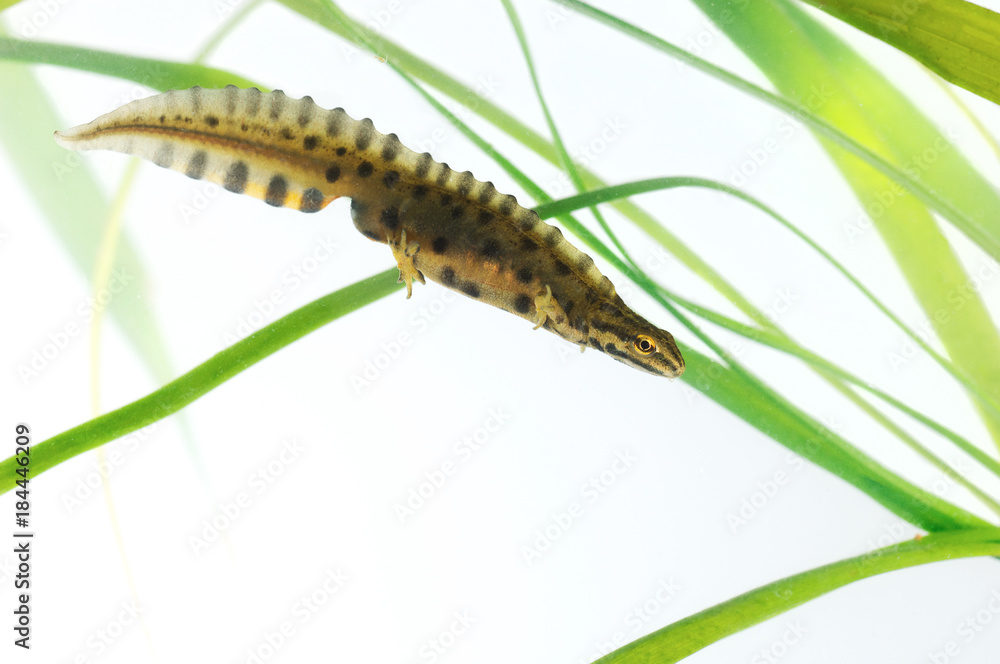 Fototapeta premium Triton ponctué mâle, Lissotriton vulgaris, en parure nuptiale