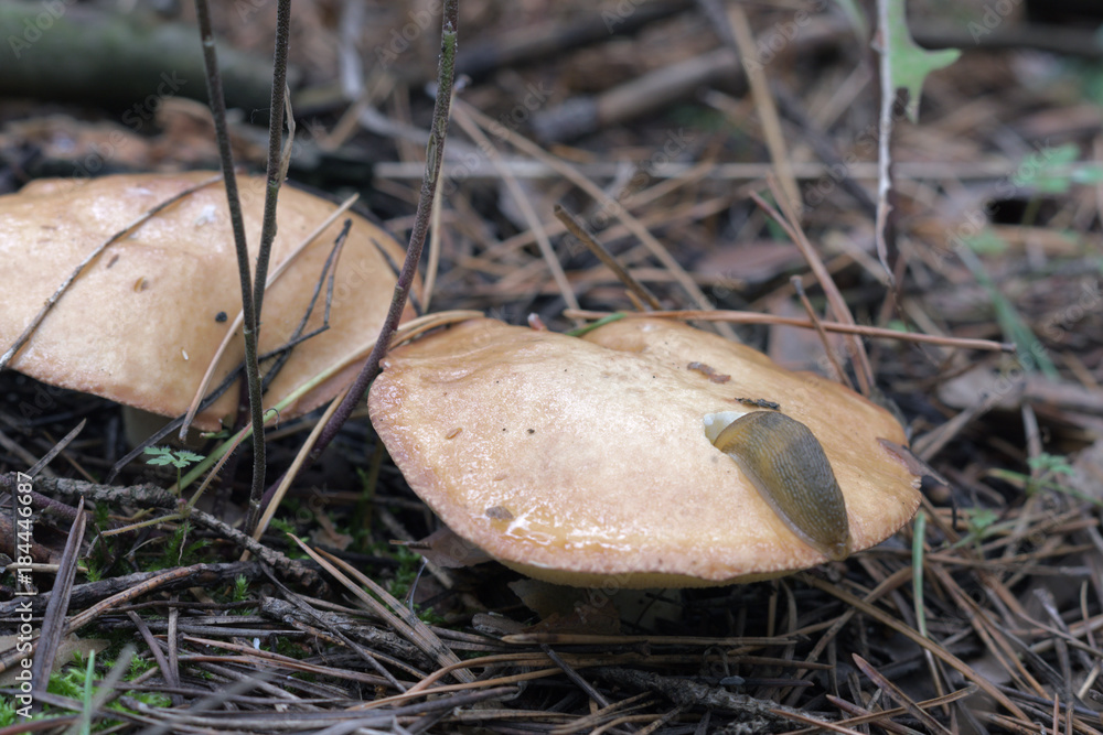 land slug, deep plunged into the weeping bolete. fell asleep when eat the edible flesh of mushrooms cap land slug, deep plunged into the weeping bolete. fell asleep when eat the edible flesh of mushrooms cap