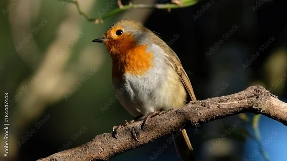 European Robin in full breeding plumage. European Robin in full breeding plumage.