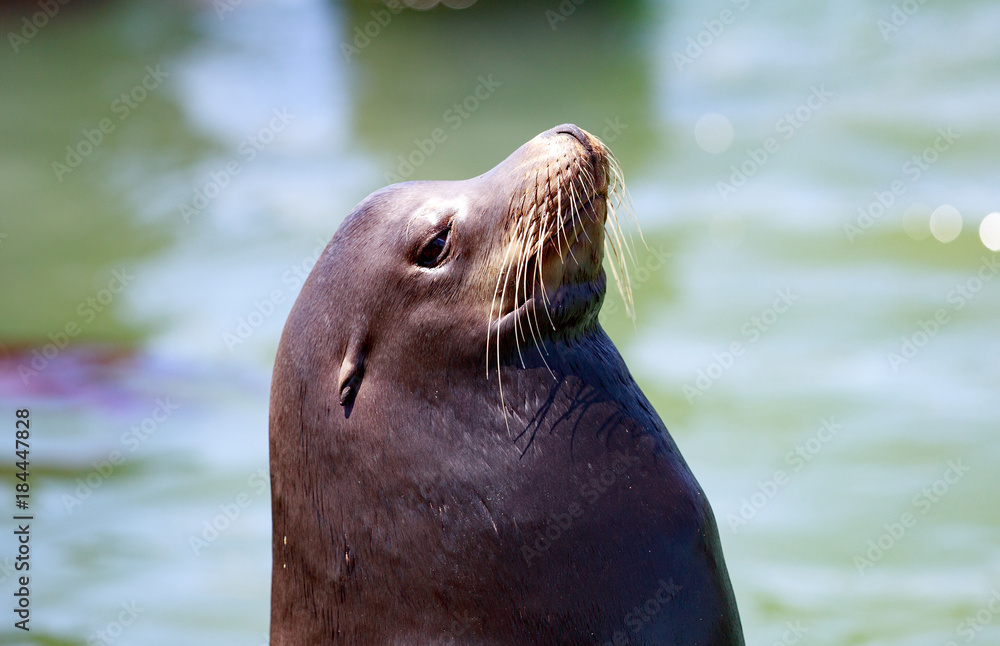 Obraz premium Sea Lion in San Francisco