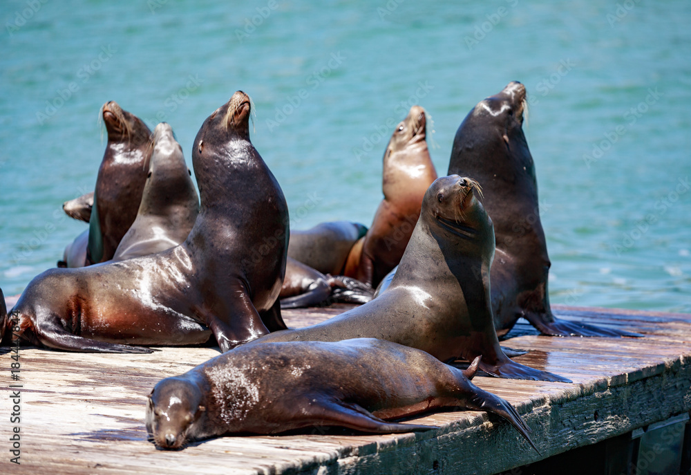 Fototapeta premium Sea Lions in San Francisco