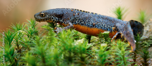 Mâle de triton alpestre, Ichthyosaura alpestris, en parure nuptiale
