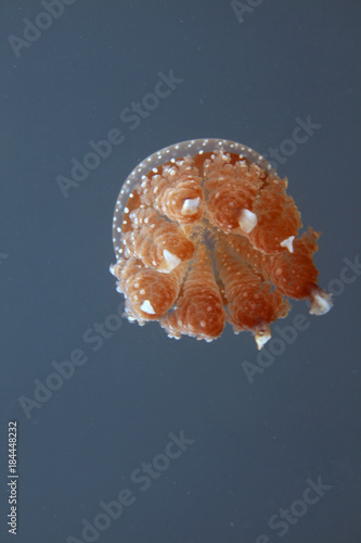Принти на полотні underwater world - swimming jellyfish