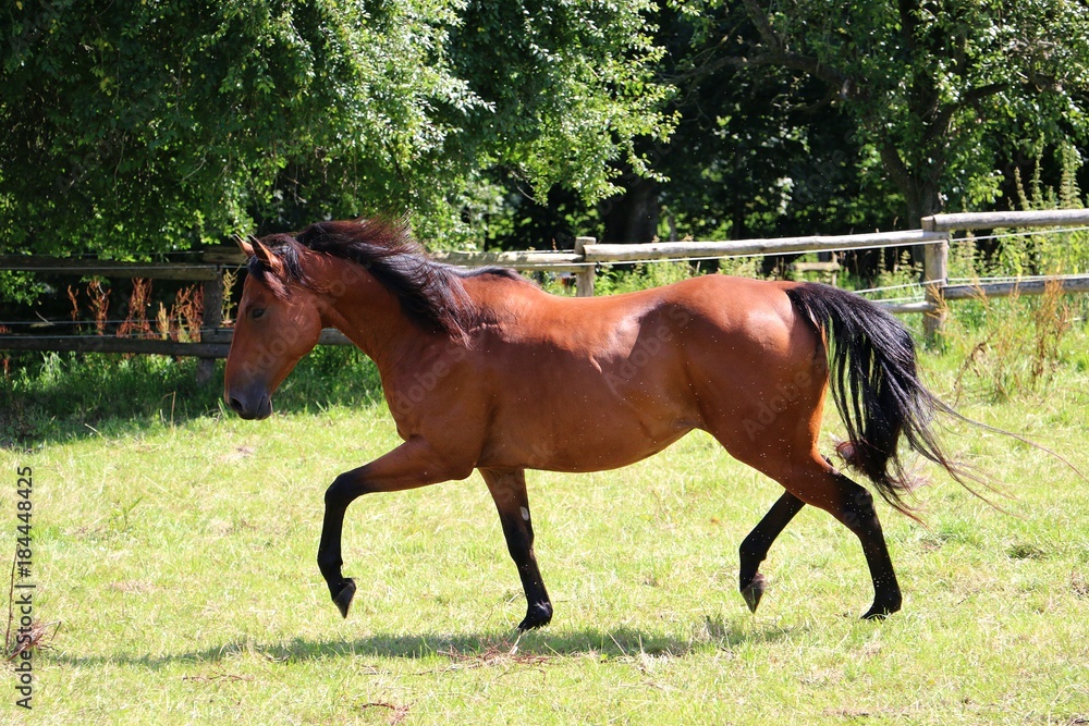 Φωτογραφία braunes aktives Quarter Horse auf dem Paddock in der Sonne