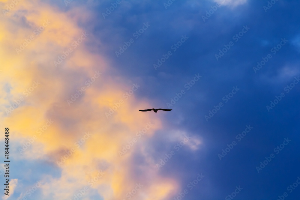 bird silhouette flying in a sky bird silhouette flying in a sky