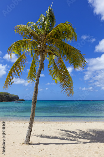 Fototapeta Naklejka Na Ścianę i Meble -  Palm tree at tropical beach of Curacao
