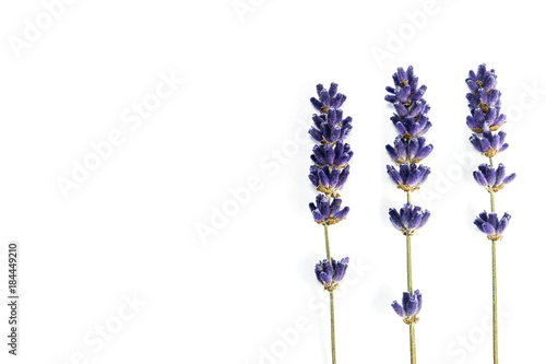 Fototapeta Naklejka Na Ścianę i Meble -  Lavender flowers isolated on white