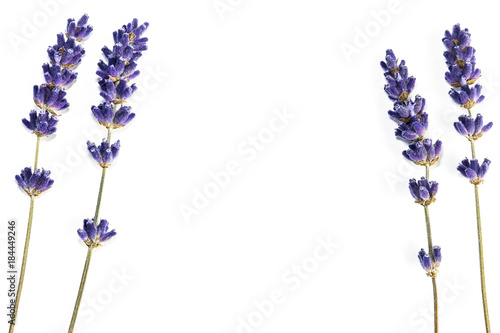 Fototapeta Naklejka Na Ścianę i Meble -  Lavender flowers isolated on white