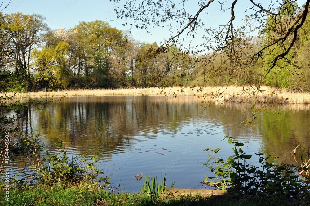 Teich bei Schmannewitz Stock Photo Adobe Stock