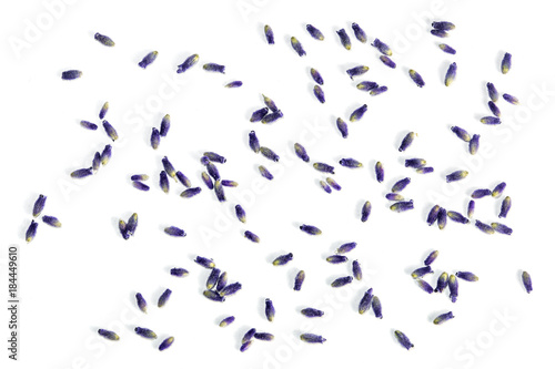 Fototapeta Naklejka Na Ścianę i Meble -  Lavender flowers isolated on white