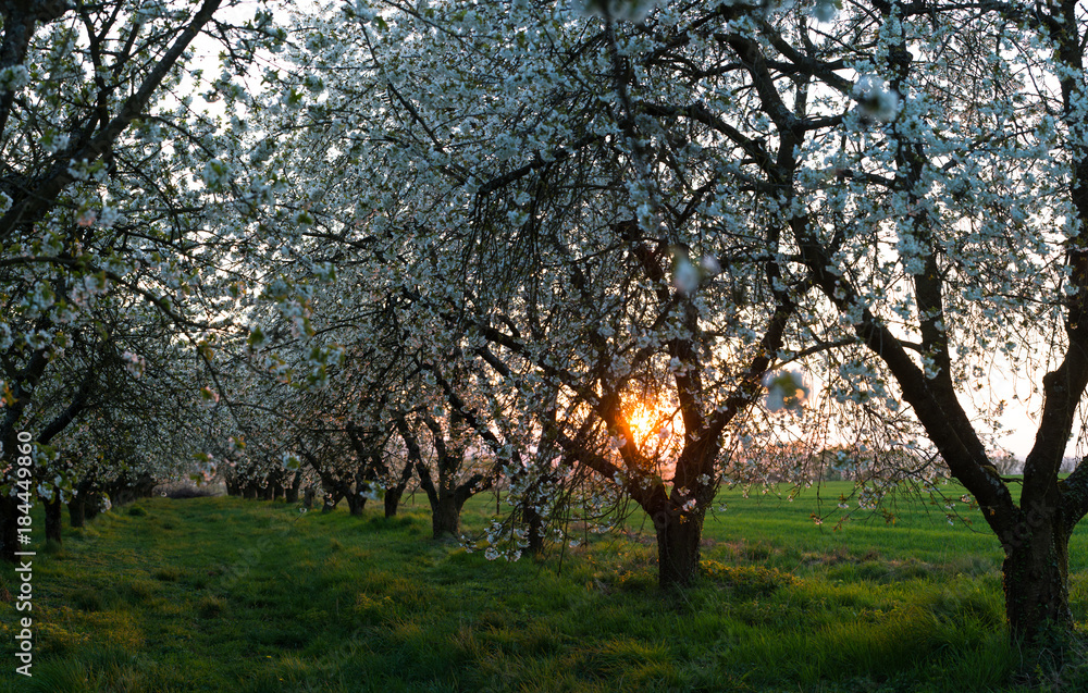 Mirabelliers en fleur, Prunus domestica syriaca Mirabelliers en fleur, Prunus domestica syriaca