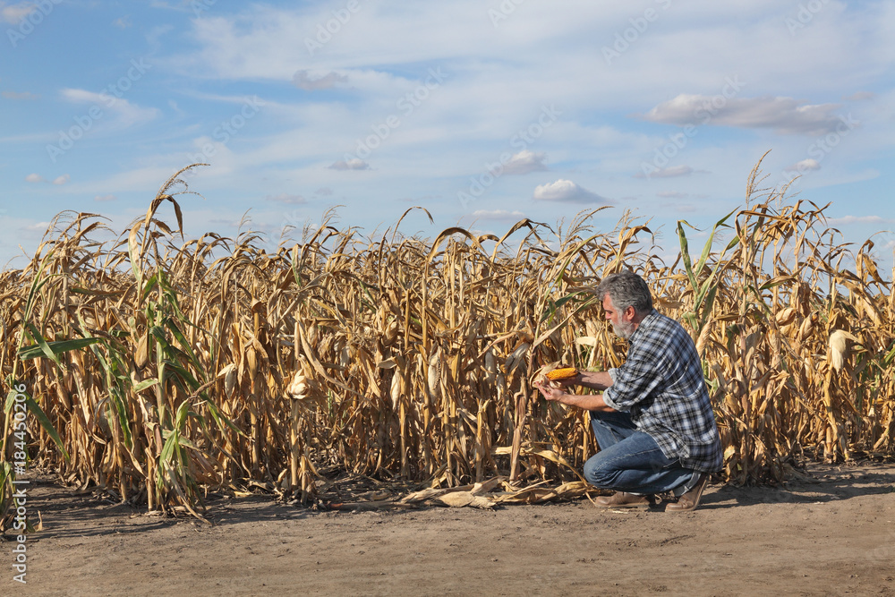 Fotografia Farmer or agronomist examining corn plant in field after drought, harvest time