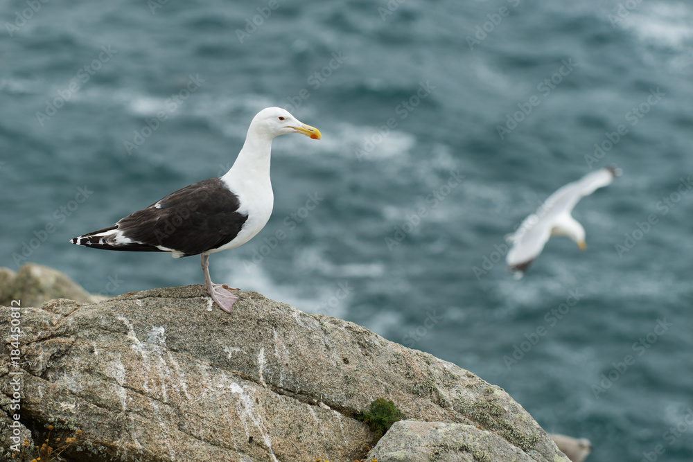 Goéland marin, Larus marinus, sur un rocher Goéland marin, Larus marinus, sur un rocher