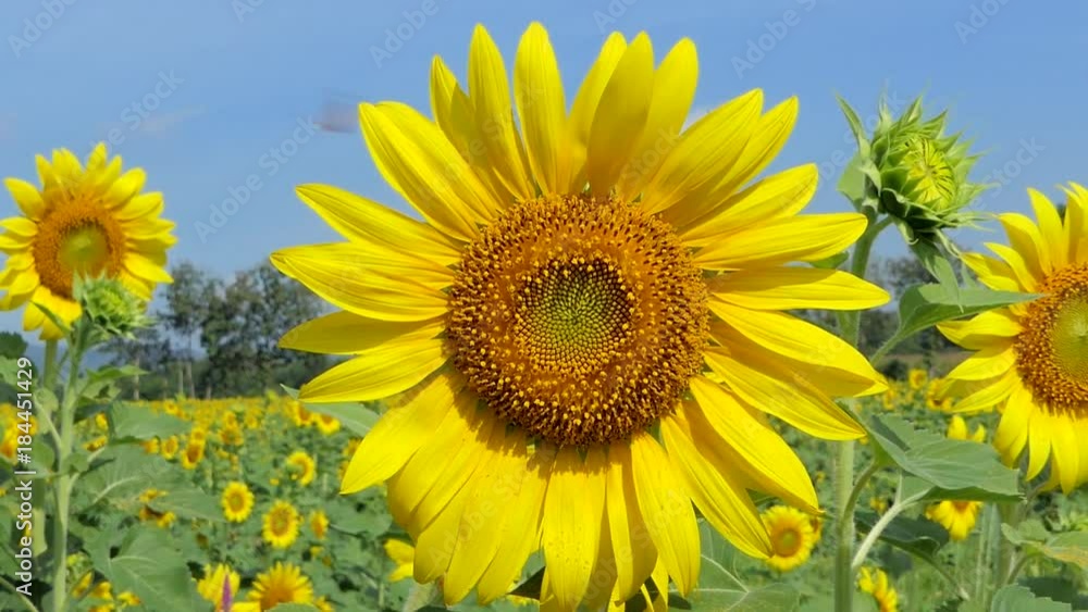 Zoom in Sunflowers growing in field, agriculture industry, at rural of Thailand. Zoom in Sunflowers growing in field, agriculture industry, at rural of Thailand.