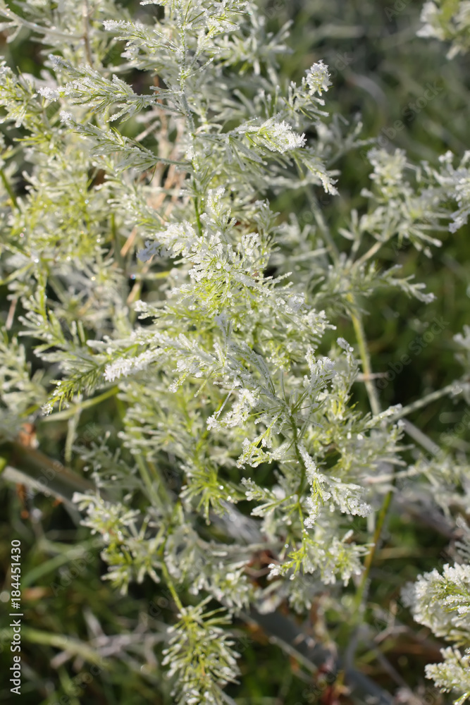 First frost in autumn park. Early morning in november. Asparagus plant. First frost in autumn park. Early morning in november. Asparagus plant.
