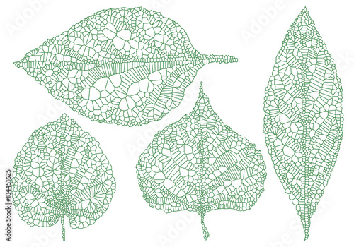 green vein leaves, vector set