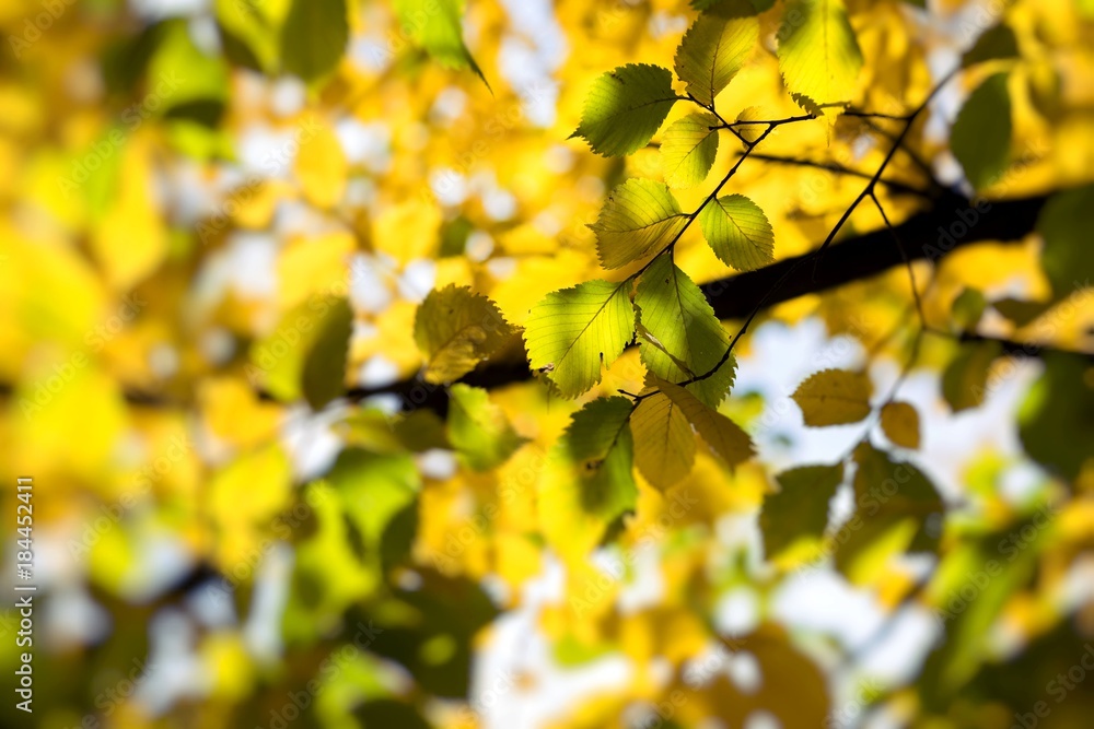 Autumn. Fall scene. Beauty nature scene trees and leaves. Nature background. Selective focus. Autumn. Fall scene. Beauty nature scene trees and leaves. Nature background. Selective focus.