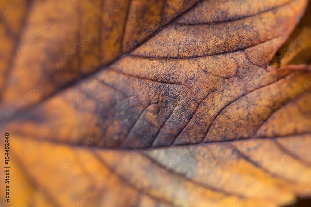 Extreme closeup macro of an colorful autumn leaf with fine detail. Nature background. Extreme closeup macro of an colorful autumn leaf with fine detail. Nature background.