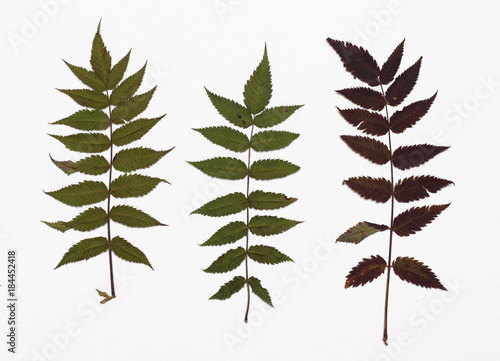 Picture of dried leaves Sorbaria sorbifolia (False spiraea) in several variants / Herbarium from dried blossoming leaves arranged in a row.