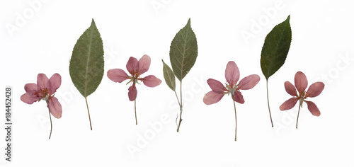 Picture of dried flowers Malus baccata (Siberian crab apple) in several variants / Herbarium from dried blossoming flower arranged in a row.