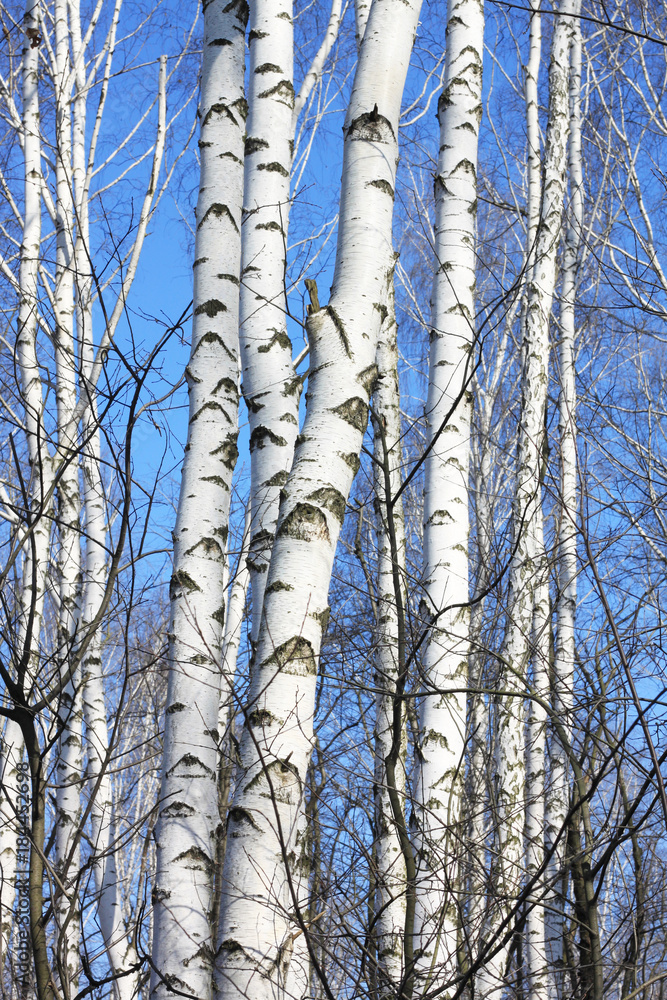 Trunks of birch trees in forest / birches in sunlight in spring / birch trees in bright sunshine / birch trees with white bark / beautiful landscape with white birches Trunks of birch trees in forest / birches in sunlight in spring / birch trees in bright sunshine / birch trees with white bark / beautiful landscape with white birches