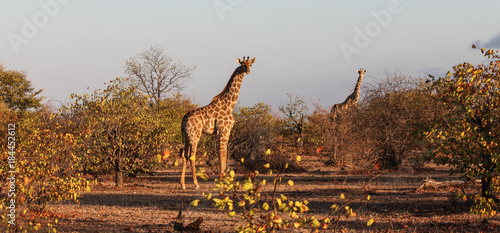Photography Two giraffes in evening light in the bush Botswana