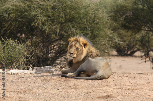 Lion resting in bush Botswana