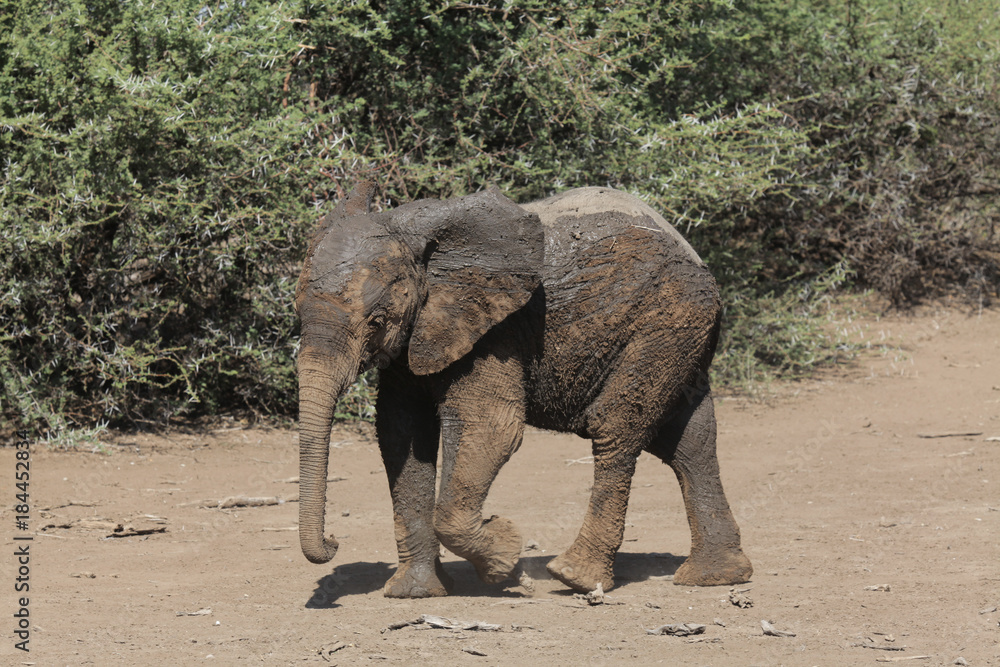 Fototapeta premium Elephant walking in bush Botswana after a mudbath
