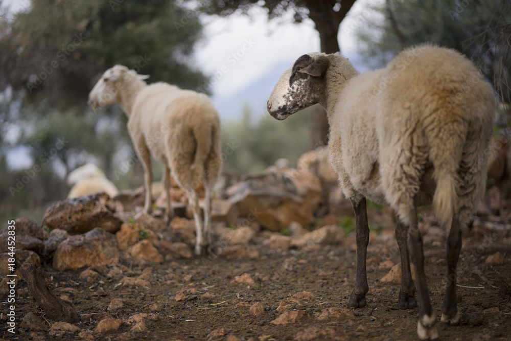 Flock of Sheep with Lambs in a Mediterranean Olive Grove at Dawn Flock of Sheep with Lambs in a Mediterranean Olive Grove at Dawn