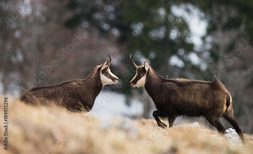 Chamois ,Rupicapra rupicapra, face à face