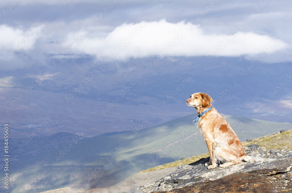  gun-dog brittany spaniel sitting on the edge of a steep terrain watching a valley and mountains
