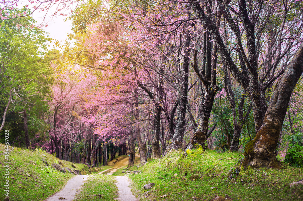 Cherry Blossom Pathway at Doi Khun Mae Ya watershed management unit chiang mai in thailand